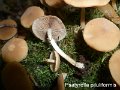 Psathyrella piluliformis-amf1596